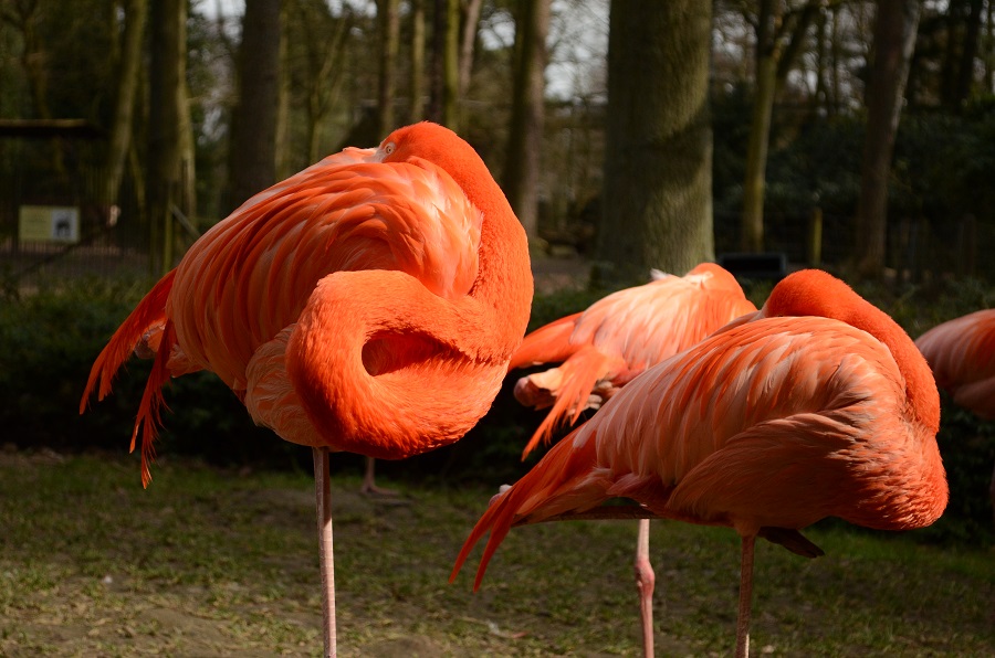 flamingo rostock